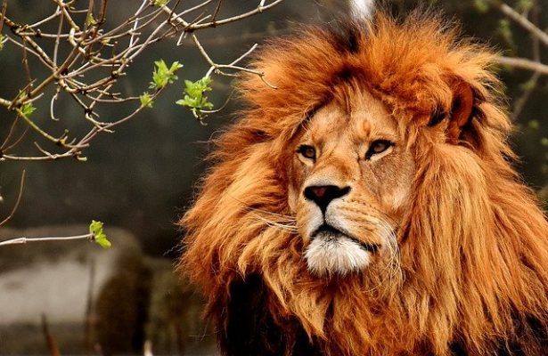 Melena de león: ¡el poder de un león!